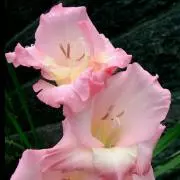 fioreの画像