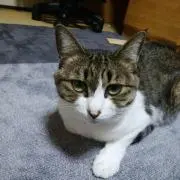 Tomoの画像