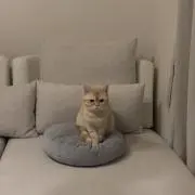 ぐらたん