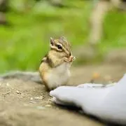 BBSYLMの画像