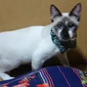 お銀の画像