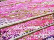 芝桜の画像