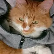 だいの画像