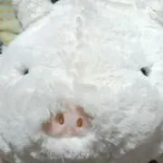 たぼの画像