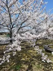 はなの画像
