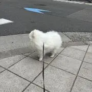 うにの画像