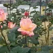 にこの画像