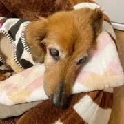 く〜ちゃんママの画像
