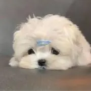 よんもちの画像