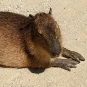 ふみ