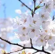 うめぼしの画像