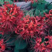 美紅の画像