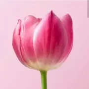 n.on.★の画像