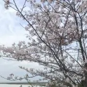 neruneruの画像