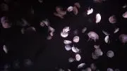 リンの画像