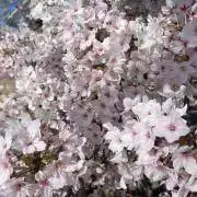 Pefの画像