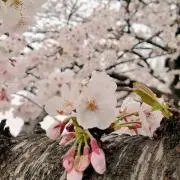 遥花◆プロフ必読
