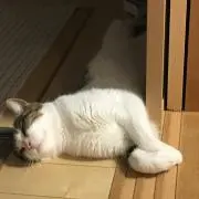 mysk
