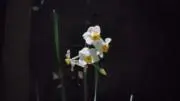 むぎの画像