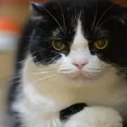 KTの画像