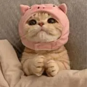 nの画像