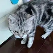 ネムの画像