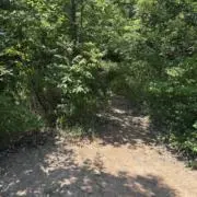ぽむの画像