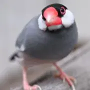 とうふもちの画像