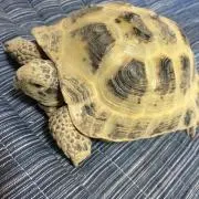 さゆり