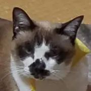 ジェラトーニの画像