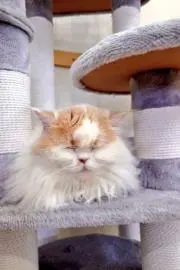 miの画像