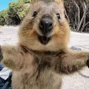 カイの画像