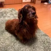 犬の画像