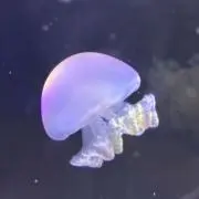 すぅの画像
