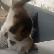 あいうの画像