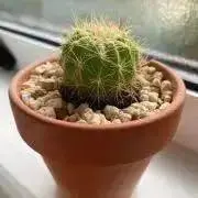 みぃの画像