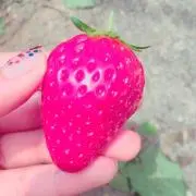 チーズケーキ