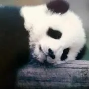 No.6の画像