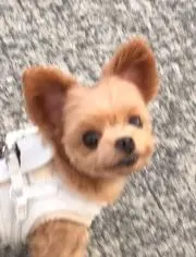 ももままの画像