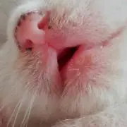 まんちゃんの画像