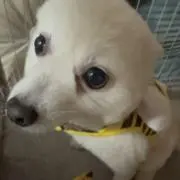 りえこんプロフィール必読の画像