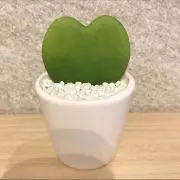 TAの画像