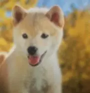 スイーツパラダイスの画像