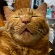 きなこの画像