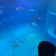 あーの画像