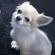 コミモン  プロフ必読