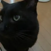 ひきにくの画像