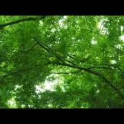 田中シンユウの画像