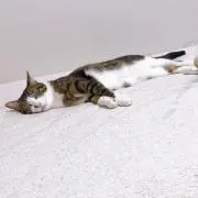meeekoの画像