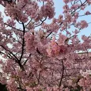 サリーの画像